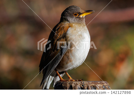 Pale thrush, a winter bird who likes to act alone and jumps to find food Pale thrush, a winter bird who likes to act alone and jumps to find food 142127898