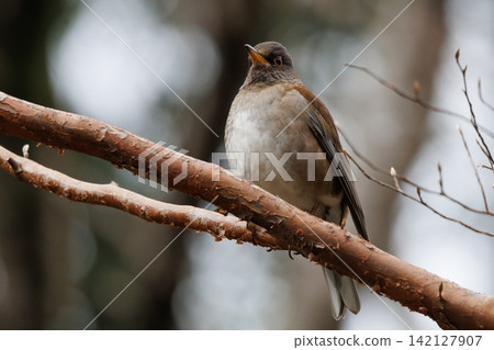 Pale thrush, a winter bird who likes to act alone and jumps to find food Pale thrush, a winter bird who likes to act alone and jumps to find food 142127907