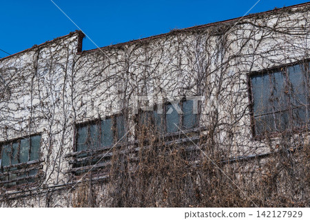 The exterior wall of an old building, entwined with withered ivy, against the blue sky. The exterior wall of an old building, entwined with withered ivy, against the blue sky. 142127929
