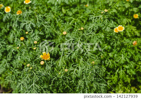 Chrysanthemum flowers blooming in a summer vegetable garden Chrysanthemum flowers blooming in a summer vegetable garden 142127939