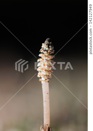 Horsetail horsetail, synonymous with spring Horsetail horsetail, synonymous with spring 142127949