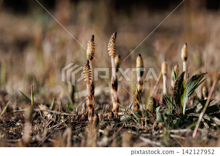 Horsetail horsetail, synonymous with spring Horsetail horsetail, synonymous with spring 142127952