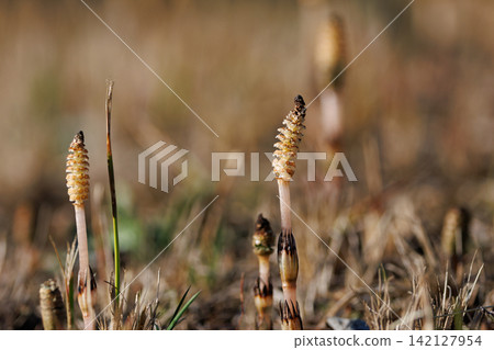 Horsetail horsetail, synonymous with spring Horsetail horsetail, synonymous with spring 142127954