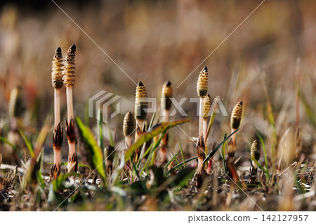 Horsetail horsetail, synonymous with spring Horsetail horsetail, synonymous with spring 142127957
