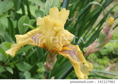 春天花園裡盛開的德國鳶尾黃花 春天花園裡盛開的德國鳶尾黃花 142127962