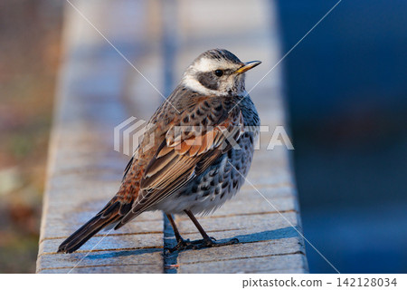 A winter bird named after the thrush because it can no longer be heard when it disappears on a migration in the summer. A winter bird named after the thrush because it can no longer be heard when it disappears on a migration in the summer. 142128034