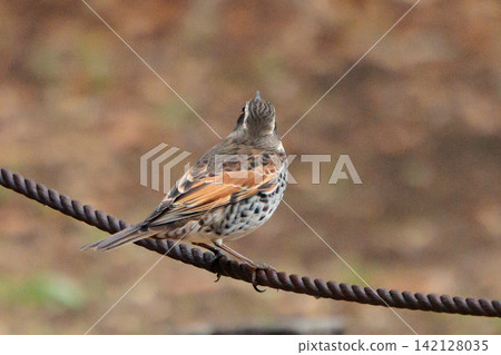 A winter bird named after the thrush because it can no longer be heard when it disappears on a migration in the summer. A winter bird named after the thrush because it can no longer be heard when it disappears on a migration in the summer. 142128035