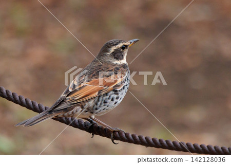 A winter bird named after the thrush because it can no longer be heard when it disappears on a migration in the summer. A winter bird named after the thrush because it can no longer be heard when it disappears on a migration in the summer. 142128036