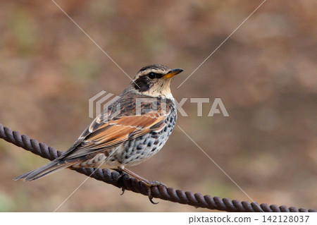 A winter bird named after the thrush because it can no longer be heard when it disappears on a migration in the summer. A winter bird named after the thrush because it can no longer be heard when it disappears on a migration in the summer. 142128037