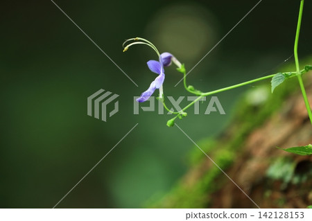 Caliphone花 Caliphone花 142128153