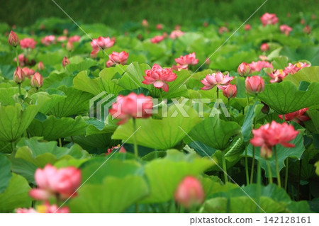Lotus in full bloom 142128161