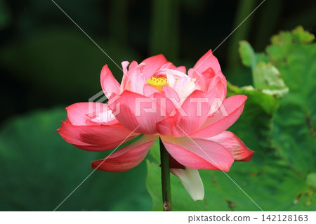 Lotus flower  142128163