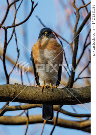 A small bird of prey, the Japanese sparrowhawk, which has been used for falconry in recent years. A small bird of prey, the Japanese sparrowhawk, which has been used for falconry in recent years. 142128185