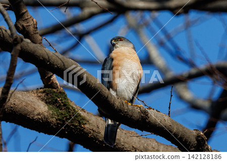 A small bird of prey, the Japanese sparrowhawk, which has been used for falconry in recent years. A small bird of prey, the Japanese sparrowhawk, which has been used for falconry in recent years. 142128186