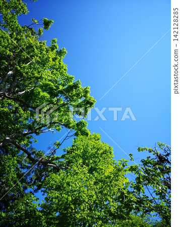新鮮的綠樹和藍天 新鮮的綠樹和藍天 142128285