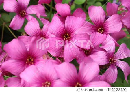 Pink oxalis flowers blooming in the spring garden Pink oxalis flowers blooming in the spring garden 142128291