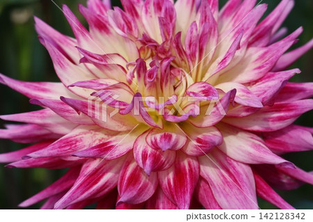 The magnificent dahlias of the dahlia village The magnificent dahlias of the dahlia village 142128342