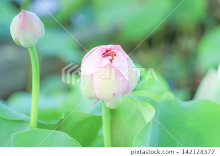 Lotus buds that look like they're about to bloom Lotus buds that look like they're about to bloom 142128377