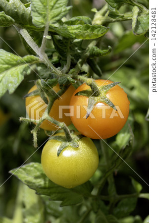 Close up of tomatoes homegrown growing on a vine on plant in the garden Close up of tomatoes homegrown growing on a vine on plant in the garden 142128481