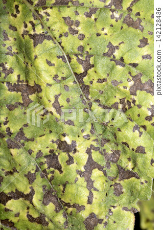 Close up of a large green leaf with disease Close up of a large green leaf with disease 142128486