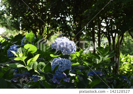 Since it's the rainy season, let's go to the Inazawa Hydrangea Festival! Since it's the rainy season, let's go to the Inazawa Hydrangea Festival! 142128527