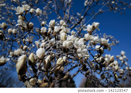 White magnolias bloom against the blue sky of early spring. White magnolias bloom against the blue sky of early spring. 142128547