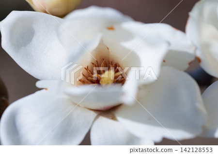 White magnolias bloom against the blue sky of early spring. White magnolias bloom against the blue sky of early spring. 142128553