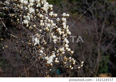 White magnolias bloom against the blue sky of early spring. White magnolias bloom against the blue sky of early spring. 142128557