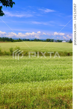蕎麥田和澤魯布山(北海道美瑛町) 蕎麥田和澤魯布山(北海道美瑛町) 142128567