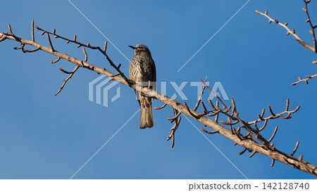A brown-eared bulbul perched on a winter tree branch against a blue sky. A brown-eared bulbul perched on a winter tree branch against a blue sky. 142128740