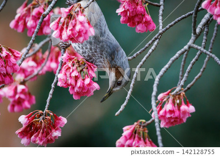 Kanhisakura and brown eyedryhead Kanhisakura and brown eyedryhead 142128755