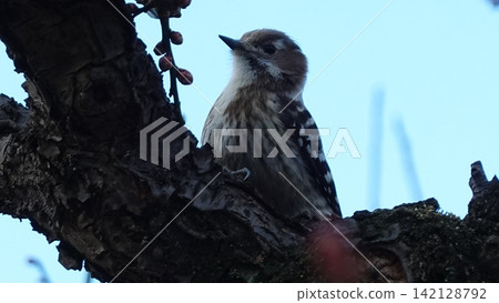 A plum tree and a Japanese pygmy woodpecker A plum tree and a Japanese pygmy woodpecker 142128792