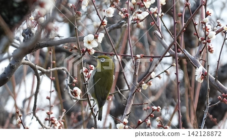 Plum blossom and white-eye Plum blossom and white-eye 142128872