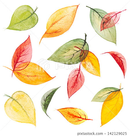 Set of vector bright orange,yellow,green,red hand drawn watercolor autumn leaves on the white background for your design Set of vector bright orange,yellow,green,red hand drawn watercolor autumn leaves on the white background for your design 142129025