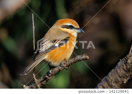 Shrike famous for Hayani Shrike famous for Hayani 142129041