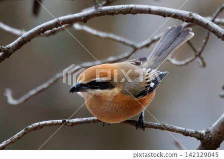 Shrike famous for Hayani Shrike famous for Hayani 142129045