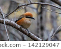 Shrike famous for Hayani 142129047