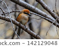 Shrike famous for Hayani 142129048
