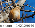 Shrike famous for Hayani 142129049