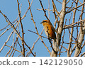 Shrike famous for Hayani 142129050
