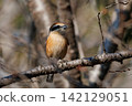 Shrike famous for Hayani 142129051
