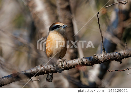 Shrike famous for Hayani Shrike famous for Hayani 142129051
