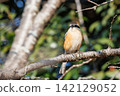 Shrike famous for Hayani 142129052