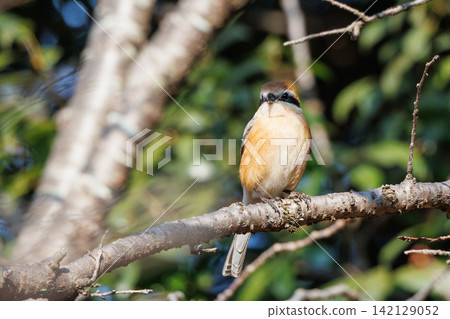 Shrike famous for Hayani Shrike famous for Hayani 142129052