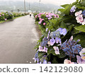 繡球花盛開在雨季的清除 142129080