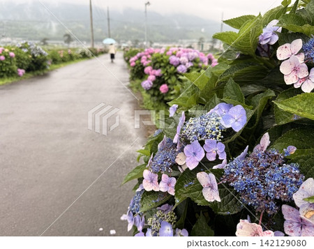 繡球花盛開在雨季的清除 繡球花盛開在雨季的清除 142129080