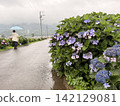 繡球花盛開在雨季的清除 142129081