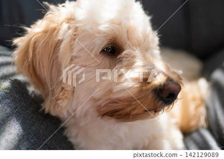 Close-up Portrait of a Fluffy Maltipoo Dog with Creamy Fur Resting on a Textured Fabric Surface in Soft Natural Sunlight Close-up Portrait of a Fluffy Maltipoo Dog with Creamy Fur Resting on a Textured Fabric Surface in Soft Natural Sunlight 142129089