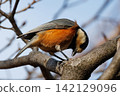 Varied tit, a dexterous bird that imitates singing and performs tricks 142129096