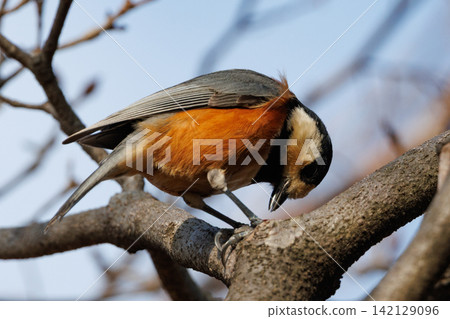Varied tit, a dexterous bird that imitates singing and performs tricks Varied tit, a dexterous bird that imitates singing and performs tricks 142129096